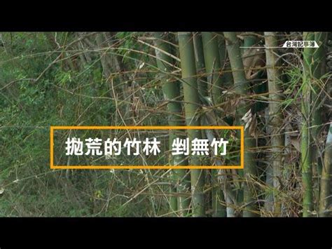 竹子擋煞|擋煞植物實測：效果驚人